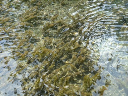 Lago del Clitunno in provincia di Perugia, Umbria. Ai piedi del monte di Campello le sue sorgenti si aprono, come due braccia delicate pronte a un abbraccio affettuoso, a creare un grazioso e piacevole laghetto