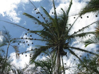 Cocotier à Nosy-Be, Madagascar
