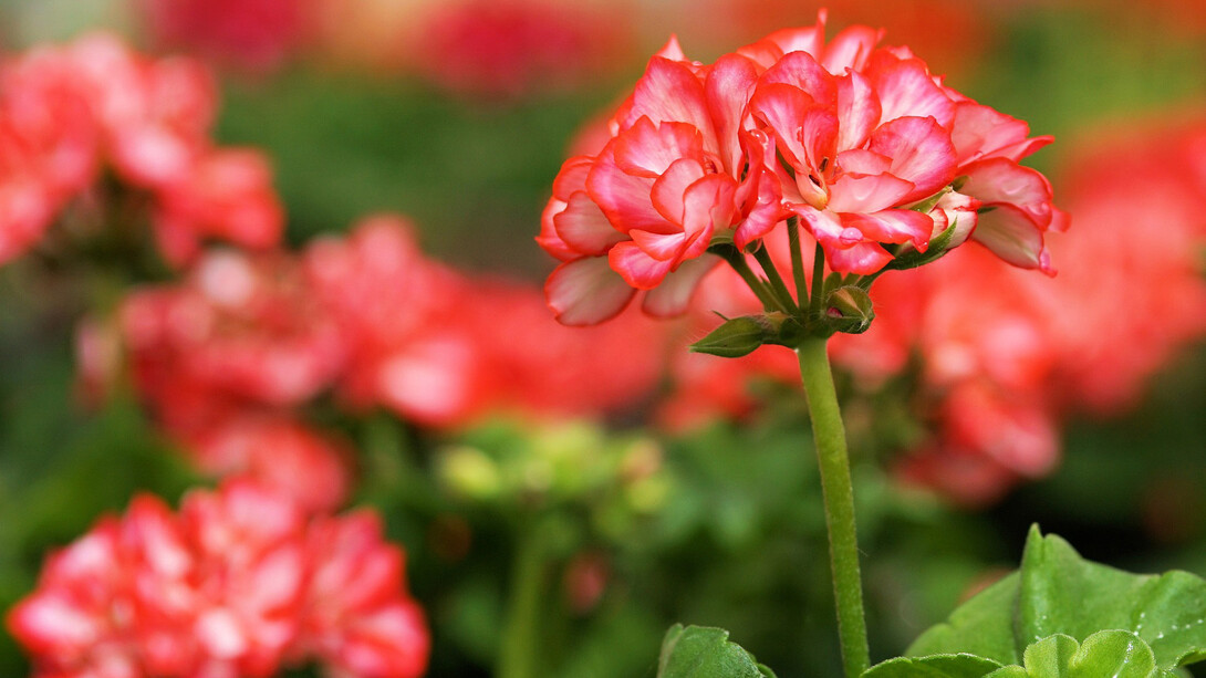 La naturaleza renacida sigue su impulso ancestral