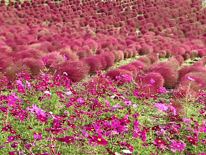 Hitachi Seaside Park in Ibaraki prefecture © Alma Reyes