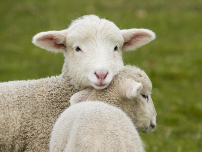 L’agnello ricorda il sacrificio e la mitezza d’animo