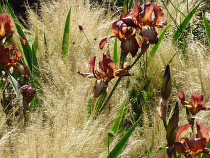Iris e graminacee