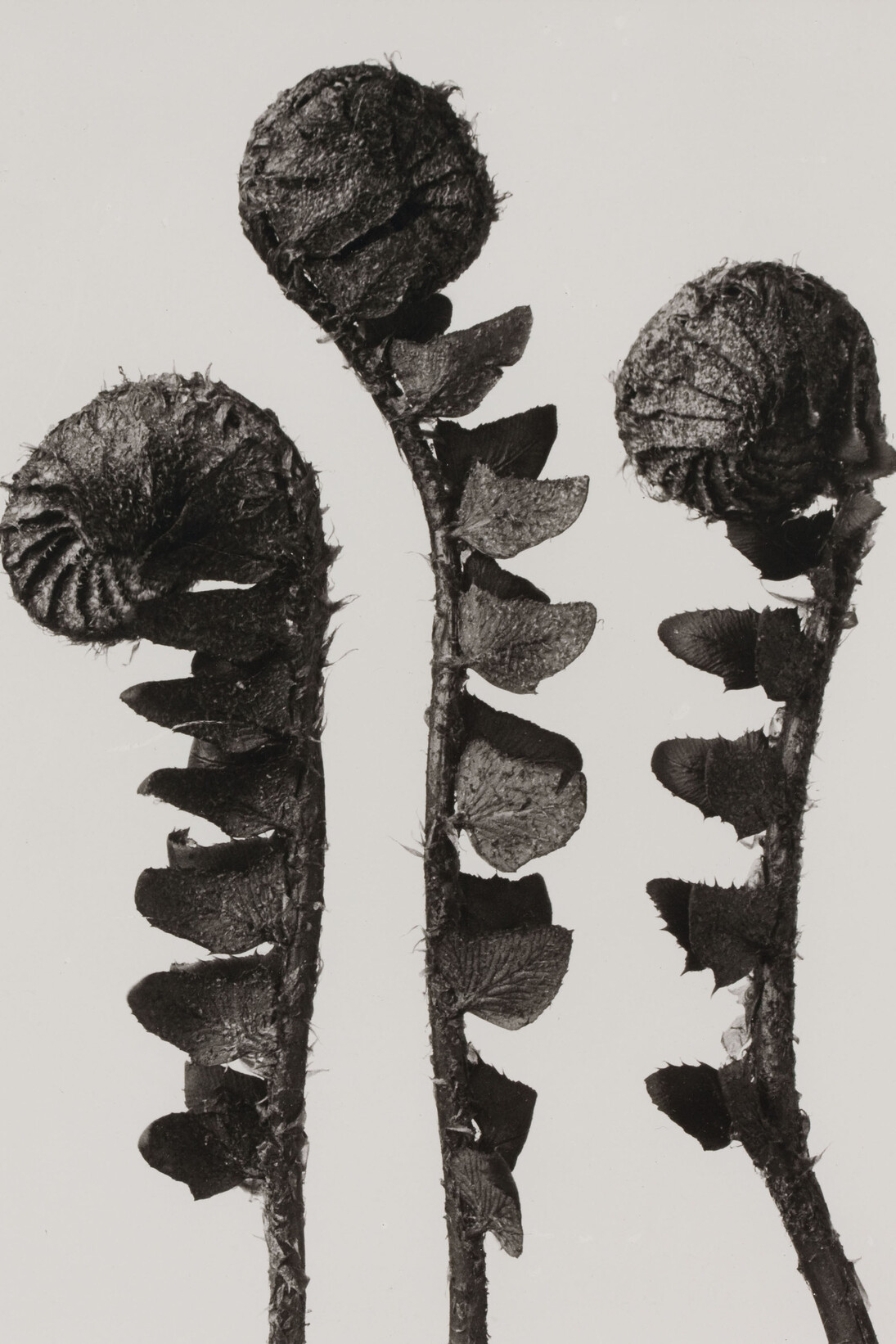 Karl Blossfeldt, Urformen der Kunst, 1928, Courtesy The Walther Collection and Karl Blossfeldt Archiv / Ann und Jürgen Wilde