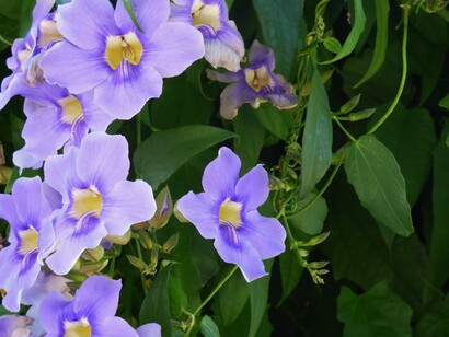 Orto botanico di Palermo, Thunergia grandiflora
