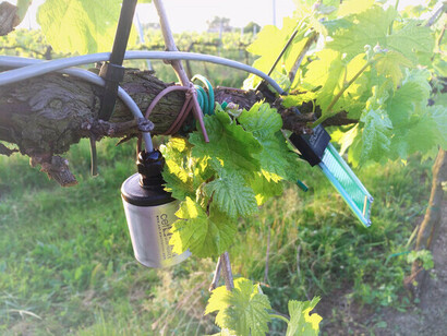 Innovazioni tecnologiche in viticoltura nei vigneti italiani