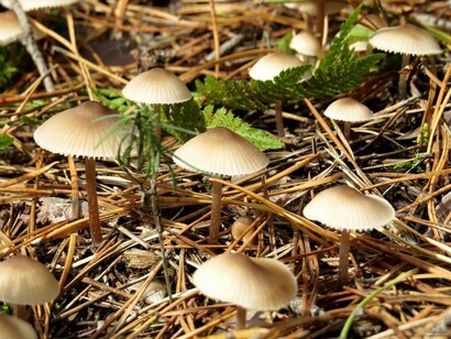 Hongos