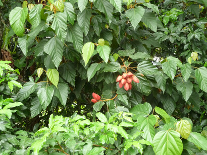 I colori della foresta - Ph Simonetta Sandri