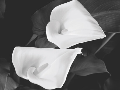 Vincent Vallarino, Two floating callas, Millbrook, NY (detail), 1990. Courtesy of Benrubi Gallery