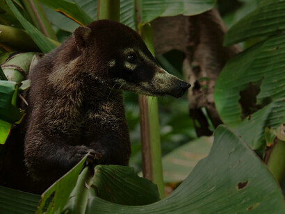 Coatí de nariz blanca en el bosque nuboso de Monteverde, Costa Rica