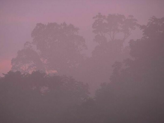 Film still from Fordlandia (2014), HD video. Duration 29:43 min