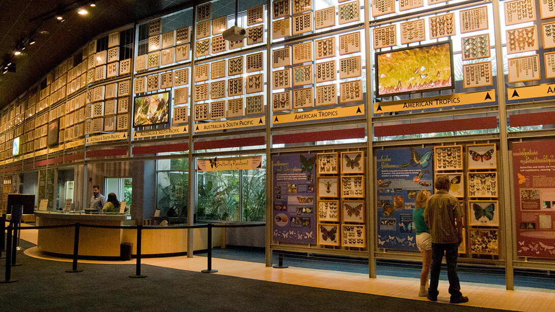 Indoor Butterfly Exhibits. Courtesy of Florida Museum of Natural History