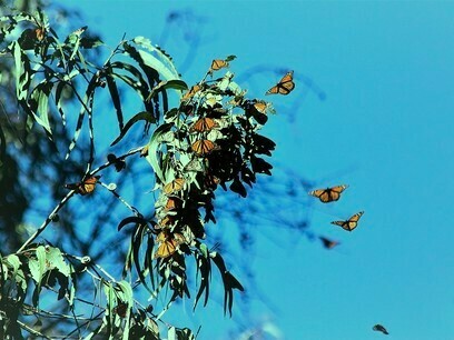 Mariposas Monarca hibernando en ramas de eucalipto, Santa Cruz, California, USA. Foto: Jorge M. González