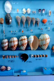 India Seashells Museum 