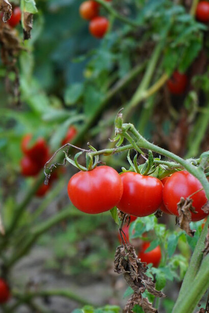 Piante di pomodori rossi