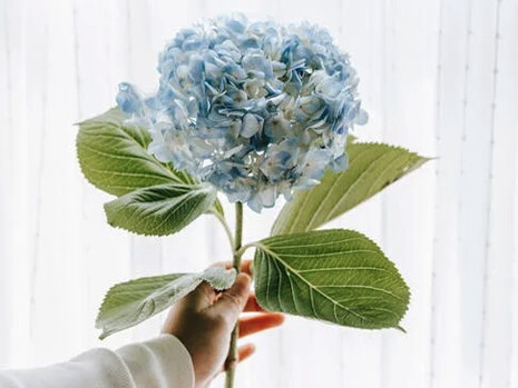 Mujer mostrando una hortensia con la mano izquierda