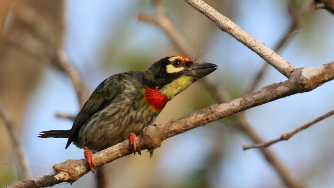 Coppersmith Barbet on boat ride with Backwaters Lodge © Gehan de Silva Wijeyeratne