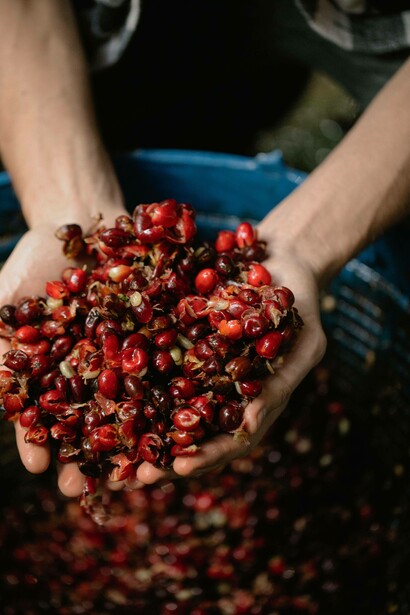 Man holding fruit after harvest 
