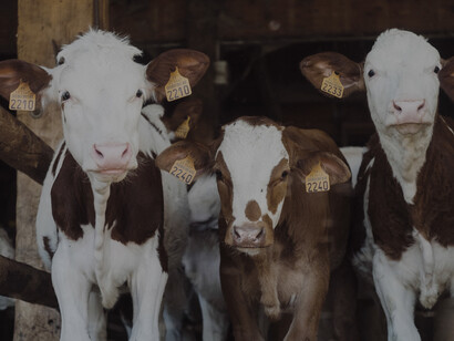 When we are consuming their meat, we are gradually becoming resistant to antibiotics