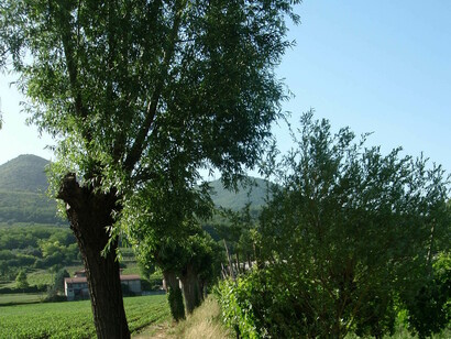 Filare di salici nel Parco dei Colli Euganei