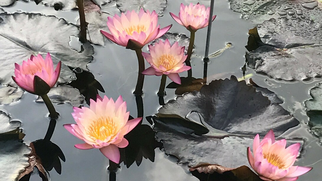 L'Orto Botanico nei colori d'autunno