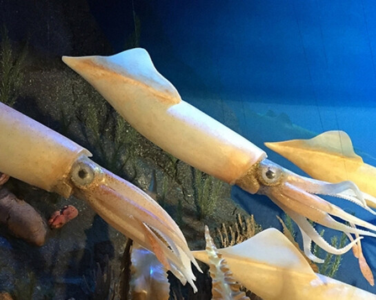 Marine Life in the Putnam Family Gallery. Courtesy of Harvard Museum of Natural History