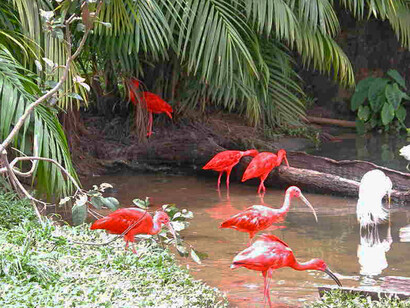 El Parque Estatal Utinga es una Unidad de Conservación creada con el objetivo de preservar ecosistemas naturales de gran relevancia ecológica. Belém, Brasil