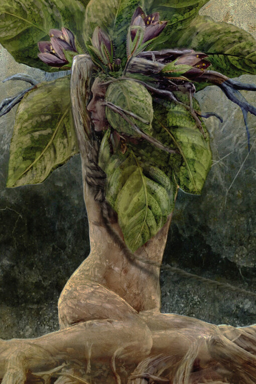 La mandragora