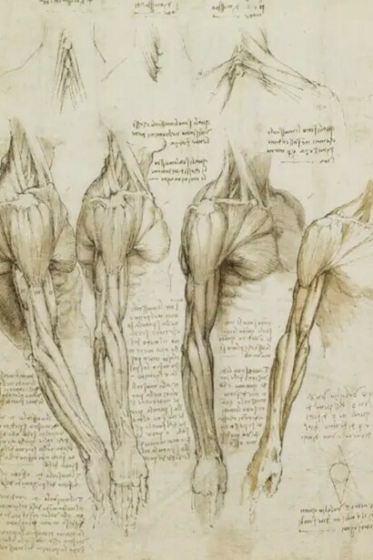 Da Vinci’s interest in anatomy was both scientific and artistic, as shown by his note on his pages on arm and neck muscles