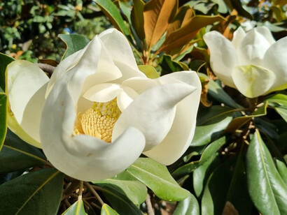 Flores de magnolio. Convertir lo árido en frondoso era una suerte de gloria, pero también un castigo, como ahora le recordaban los magnolios
