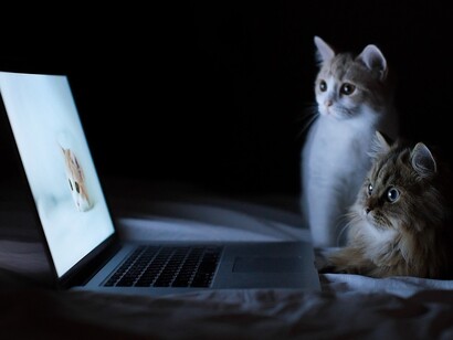 Dos gatos con la mirada fija en un ordenador