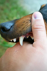 Morsure de chien. Dans la rage, la lenteur de l’incubation tient à la remontée très progressive du virus le long des nerfs, phase silencieuse, avant d’atteindre la moelle épinière et de là le cerveau