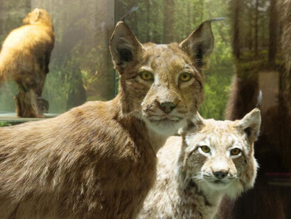 Mammals of Latvia, exhibition view. Courtesy of the Latvian National Museum of Natural History