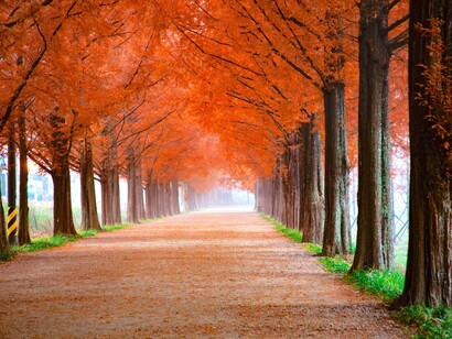Rua enfeitada com árvores laranjas do outono