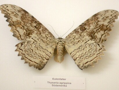 Devido ao seu habitat remoto e comportamento noturno, a mariposa-branca-da-mata-atlântica não é tão amplamente estudada como outras espécies