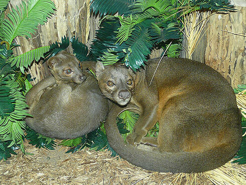 Cuccioli di Cryptoprocta ferox
