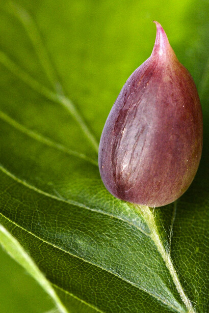 Galla di Mikiola fagi (Faggio)