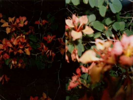 Adam Broomberg and Oliver Chanarin, The Polaroid Revolutionary Workers Movement, 2013
© the artists (2013), courtesy the artists