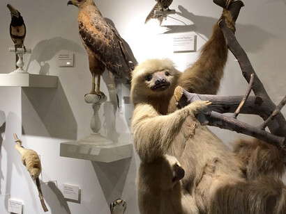 Central and South America. Courtesy of Harvard Museum of Natural History