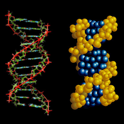 Two different ways to represent the double-stranded DNA structure.