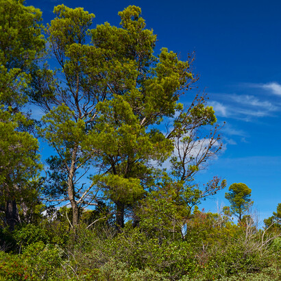 Sentiero del pellegrino e fitta vegetazione