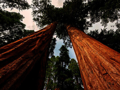 In 1912, 80% of original California Redwoods still stood. By 1992, 4.5% remained