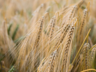 Spighe di riso in un campo prima di essere raccolte