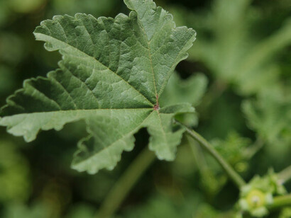 Malva, Pilar conoce todas las plantas de la Sierra Norte