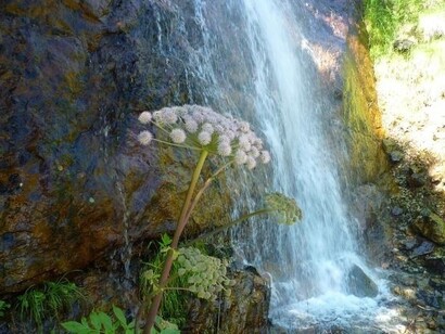 Angelica Archangelica sulla cascata