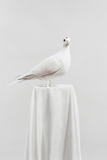 Julia Krahn, Die Taube, 2011 © Julia Krahn 