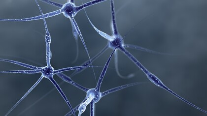 Neuroni al microscopio