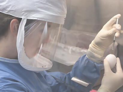 In this image, a dedicated microbiologist, clad in a lab coat and protective gear, is captured conducting a crucial experiment inside a negatively-pressurized biological safety cabinet (BSC) within the Biosafety Level 3-enhanced laboratory of the Influenza Branch at the Centers for Disease Control and Prevention (CDC)
