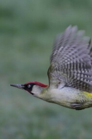 Green Woodpeckers can be seen flying between the open glades and woodland © Gehan de Silva Wijeyeratne