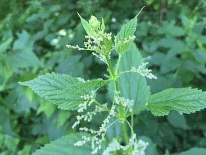 Pianta di ortica