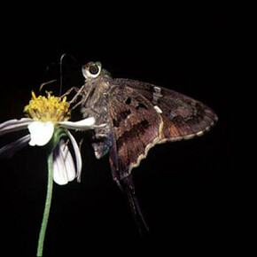 The Butterfly Conservatory. Courtesy of American Museum of Natural History